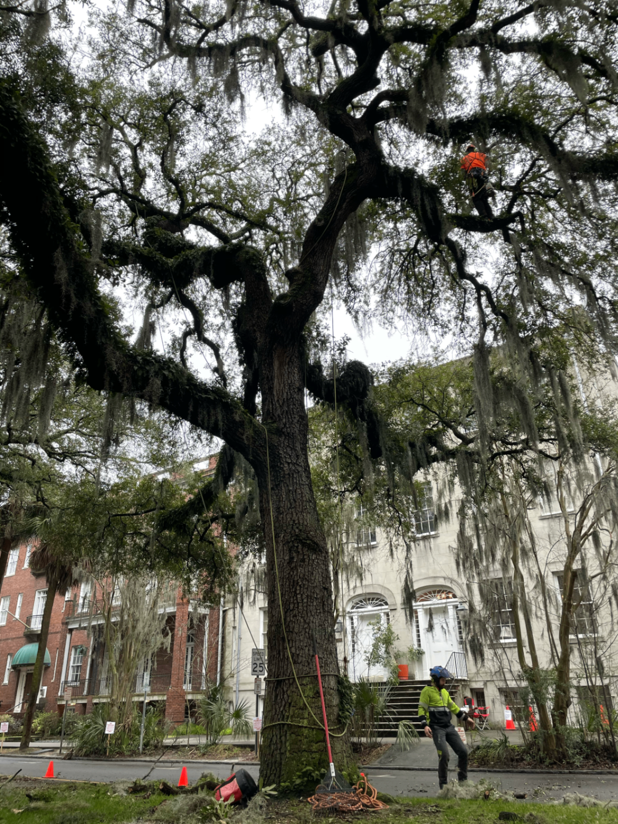 Removing larger deadwood and low limbs from a live oak in Savannah, GA (2021)