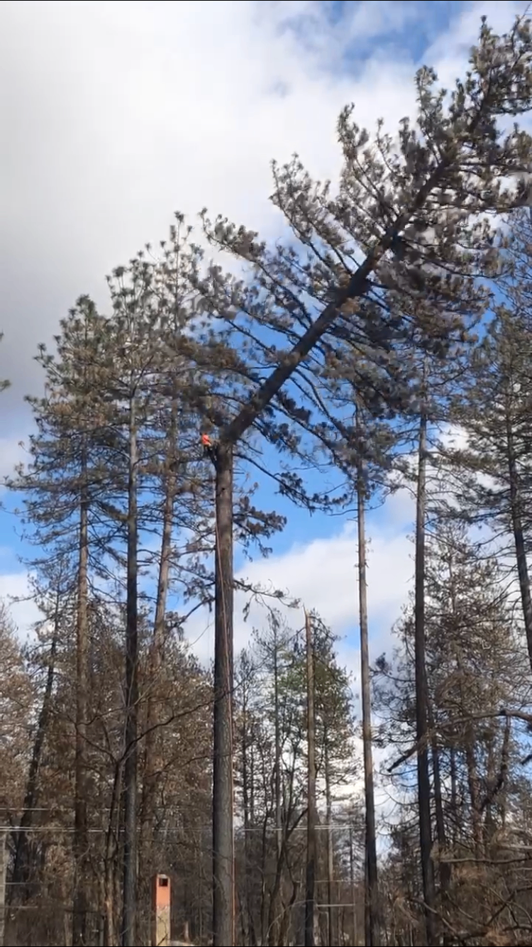 Ascend crew removing a hazardous fire burned pine in Paradise, CA (2019)