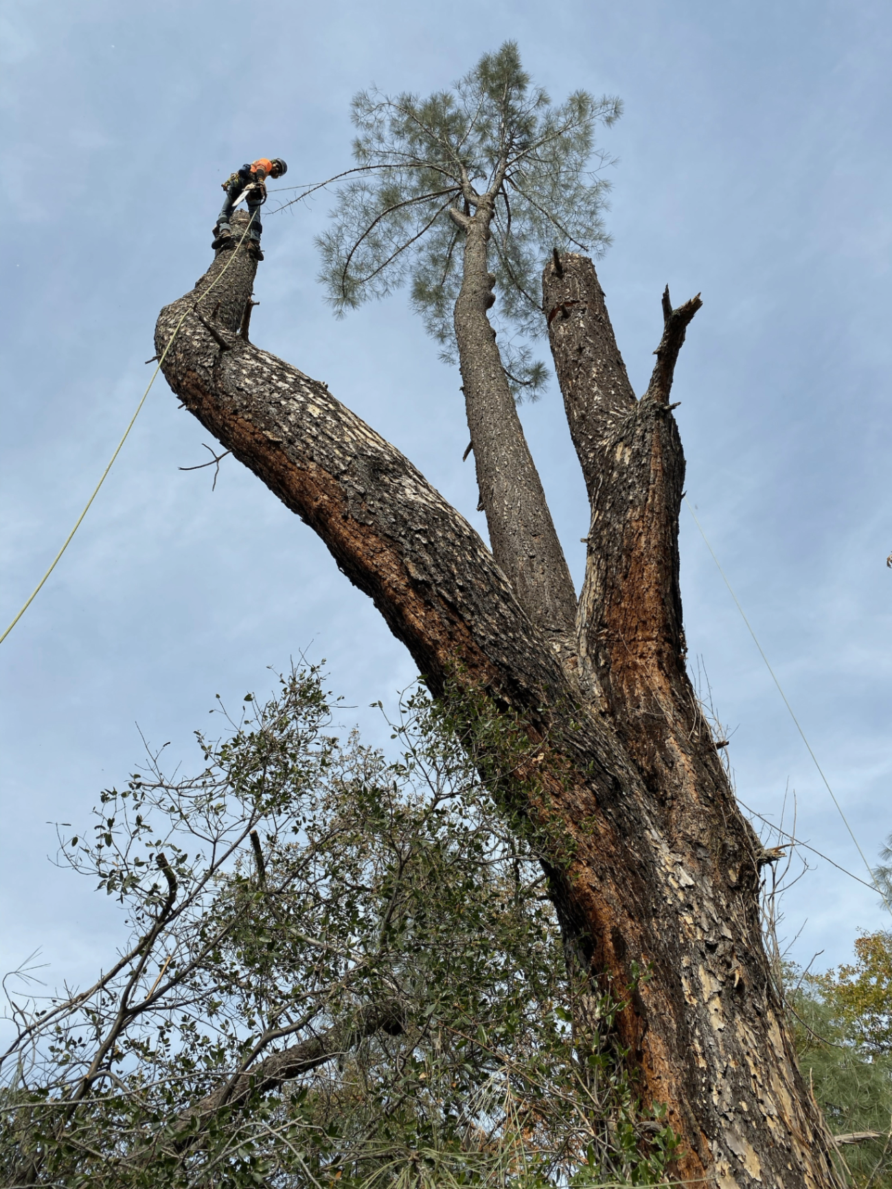 Grey pine being removed in sections due to side weight
