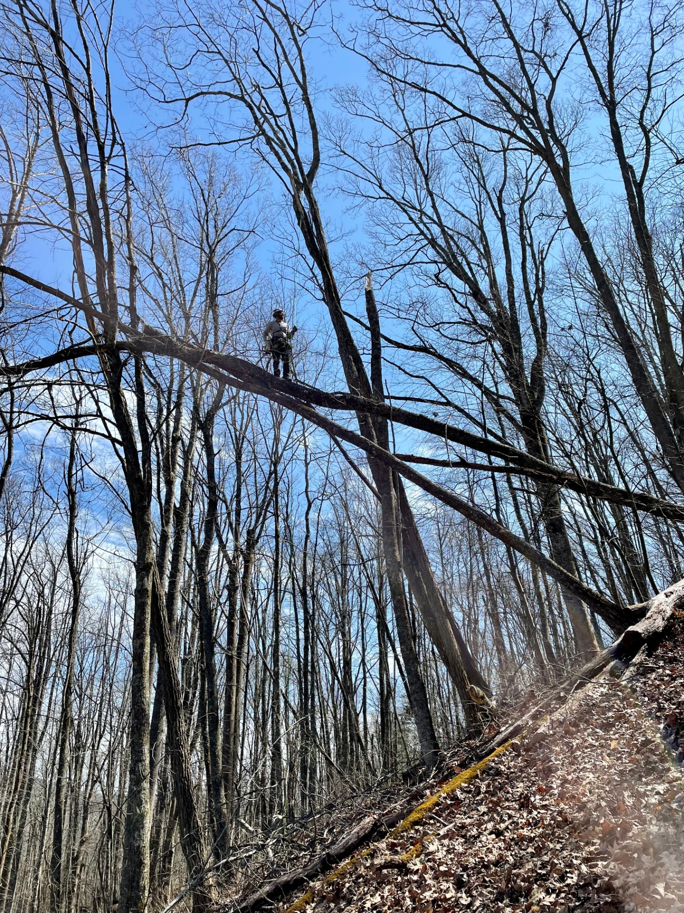 Climber safely cutting a hung tree tied off to a neighboring tree with multiple points